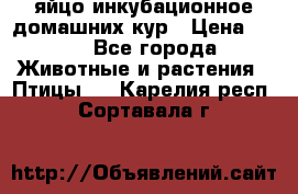 яйцо инкубационное домашних кур › Цена ­ 25 - Все города Животные и растения » Птицы   . Карелия респ.,Сортавала г.